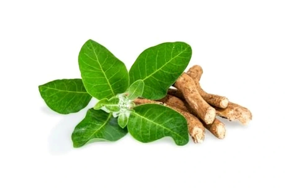 Fresh Ashwagandha roots and green leaves — traditional adaptogenic herb used for stress relief and energy boosting.