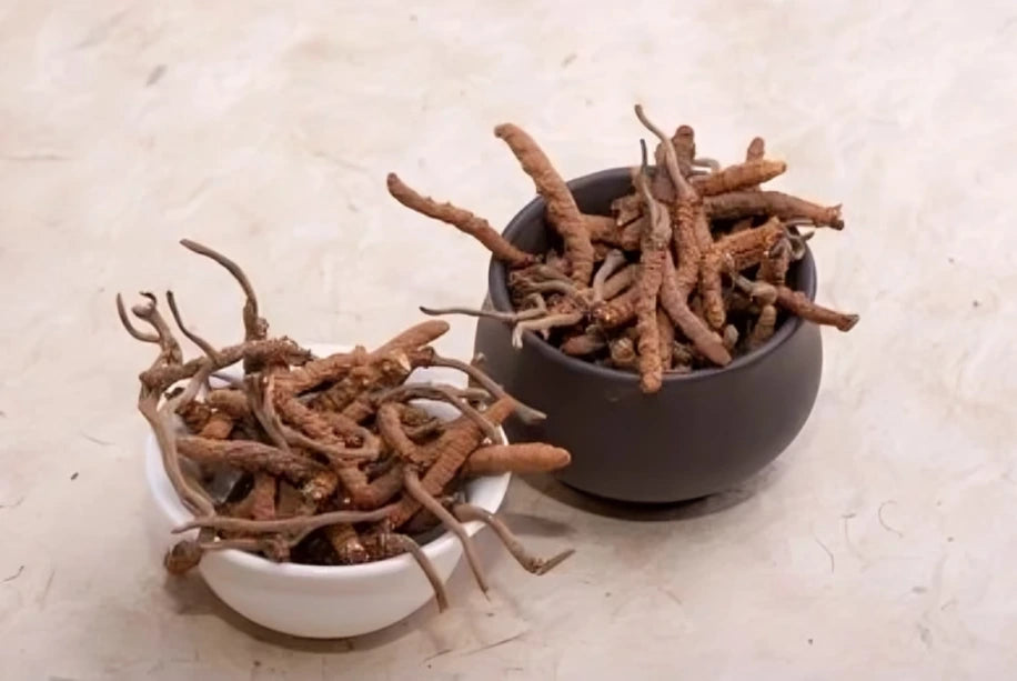 Organic Keeda Jadi (Yarsa Gumba) — natural Himalayan Cordyceps fungus displayed in white and black bowls.